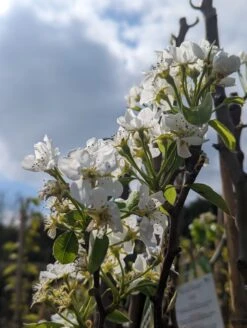 Conference Pyrus Communis `Conference -Garten Genuss Conference Bl te