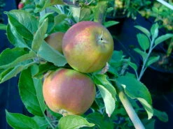 Cox Orangenrenette Malus Domestica -Garten Genuss CoxOrange372