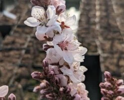 Zwergpfirsich `Crimson Bonfire´ Prunus Persica `Crimson Bonfire´ -Garten Genuss Crimson Bonfire