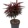 Zwergpfirsich `Crimson Bonfire´ Prunus Persica `Crimson Bonfire´ -Garten Genuss Crimson Bonfire weiss1