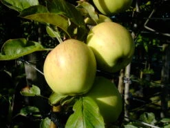 Dülmener Rosenapfel Malus Domestica -Garten Genuss D lmener Rosenapfel 2