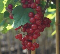 Rolan Ribes Rubrum `Rolan´ -Garten Genuss DSC01666