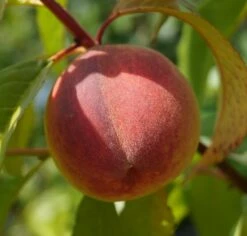 Pfirsich Red Haven Prunus Persica `Red Haven´ 15 Pfirsich Red Haven Prunus Persica `Red Haven´ -Garten Genuss DSC01689