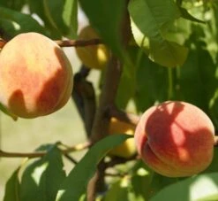 Pfirsich Red Haven Prunus Persica `Red Haven´ 14 Pfirsich Red Haven Prunus Persica `Red Haven´ -Garten Genuss DSC01694
