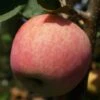 Piros ® Malus Domestica `Piros®´ -Garten Genuss DSC01738