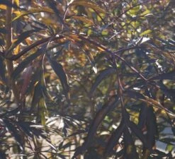 Holunder Black Lace ® Sambucus Nigra `Black Lace´ 14 Holunder Black Lace ® Sambucus Nigra `Black Lace´ -Garten Genuss DSC01980