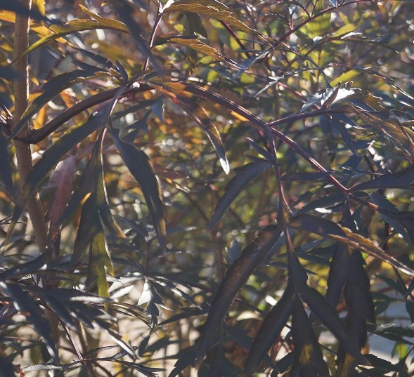 Holunder Black Lace ® Sambucus Nigra `Black Lace´ 8 Holunder Black Lace ® Sambucus Nigra `Black Lace´ – Bild 6