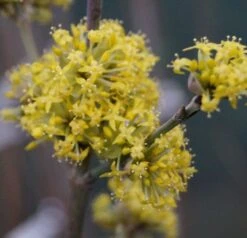 Großfrüchtige Kornelkirsche `Schönbrunner Gourmet Dirndl´ Cornus Mas `Schönbrunner Gourmetdirndl´ 10 Großfrüchtige Kornelkirsche `Schönbrunner Gourmet Dirndl´ Cornus Mas `Schönbrunner Gourmetdirndl´ -Garten Genuss DSC02022