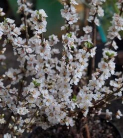 Nankingkirsche `Orient´ Prunus Tomentosa Orient -Garten Genuss DSC02034