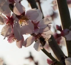 Dürkheimer Krachmandel Prunus Dulcis `Dürkheimer Krachmandel´ -Garten Genuss DSC02038