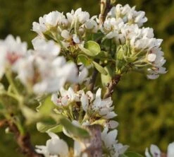 Säulenbirne `Condo´ Pyrus Communis `Condo´ -Garten Genuss DSC02068