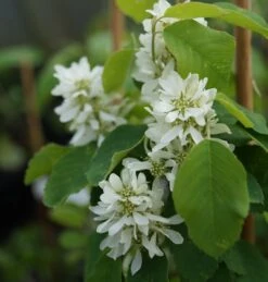 Saskatoon Berry Amelanchier Alnifolia `Saskatoon Berry´ -Garten Genuss DSC02071