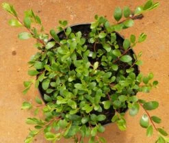 Echte Bärentraube Arctostaphylos Uva-ursi 6 Echte Bärentraube Arctostaphylos Uva-ursi -Garten Genuss DSC02374