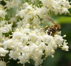 Holunder Haschberg Sambucus Nigra `Haschberg´ -Garten Genuss DSC02737
