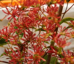 Sieben-Söhne-des-Himmels-Strauch Heptacodium Miconioides 16 Sieben-Söhne-des-Himmels-Strauch Heptacodium Miconioides -Garten Genuss DSC02842