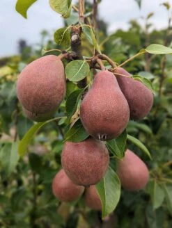 Säulenbirne `Decora´ Pyrus Communis `Decora´ -Garten Genuss Decora 5