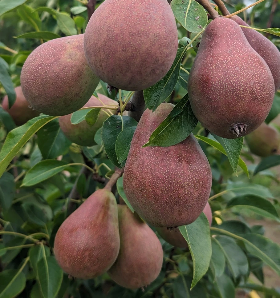 Säulenbirne - Einjährig - Wurzelnackt - In Sorten Pyrus Communis 4 Säulenbirne - Einjährig - Wurzelnackt - In Sorten Pyrus Communis – Bild 2