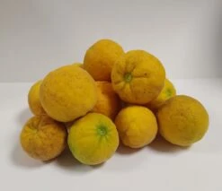 Dreiblättrige Orange Poncirus Trifoliata -Garten Genuss Dreibl ttrige Orange Frucht