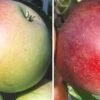 Duo-Apfelbaum `James Grieve´ & `Roter Boskoop´ Malus Domestica 1 Duo-Apfelbaum `James Grieve´ & `Roter Boskoop´ Malus Domestica -Garten Genuss Duo James GRieve und Roter Boskoop