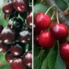 Duo-Kirschbaum `Sunburst´ & `Kordia´ 150-175cm Prunus Avium -Garten Genuss Duo Kirsche SUnburst burlat 1