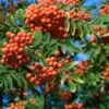 Essbare Eberesche `Rosina´ Sorbus Aucuparia -Garten Genuss Eberesche Sorbus
