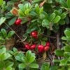 Echte Bärentraube Arctostaphylos Uva-ursi -Garten Genuss Echte B rentraube1
