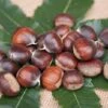 Ecker 1 - Selbstfruchtbare Esskastanie Castanea Sativa `Ecker1´ 1 Ecker 1 - Selbstfruchtbare Esskastanie Castanea Sativa `Ecker1´ -Garten Genuss Ecker 1