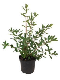 Sibirische Blaubeere `Eisbär´ Lonicera Kamtschatica `Eisbär´ -Garten Genuss Eisb r weiss