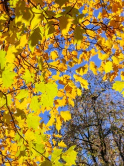 Elsbeere Sorbus Torminalis 5 Elsbeere Sorbus Torminalis -Garten Genuss Elsbeere Herbst