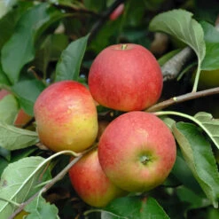 Elstar ® Malus Domestica -Garten Genuss Elstar