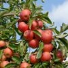 Elstar ® Malus Domestica -Garten Genuss Elstar am Baum