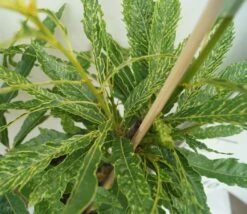 Esskastanie `Asplenifolia´ Castanea Sativa `Asplenifolia´ 7 Esskastanie `Asplenifolia´ Castanea Sativa `Asplenifolia´ -Garten Genuss Esskastanie Asplenifolia1