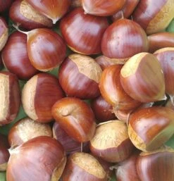 Esskastanie `Belle Epine´ Castanea Sativa `Belle Epine´ -Garten Genuss Esskastanie Belle Epine