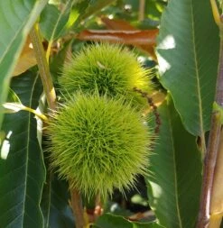 Esskastanie `Bouche De Betizac´ 150-175cm Castanea Sativa `Bouche De Betizac´ 5 Esskastanie `Bouche De Betizac´ 150-175cm Castanea Sativa `Bouche De Betizac´ -Garten Genuss EsskastanieS6h1RetIgZt9kkz4v9BQMkKXqO