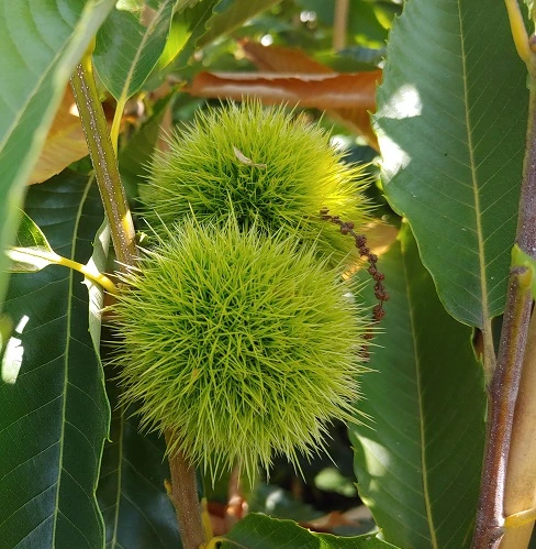 Esskastanie `Bouche De Betizac´ 150-175cm Castanea Sativa `Bouche De Betizac´ 4 Esskastanie `Bouche De Betizac´ 150-175cm Castanea Sativa `Bouche De Betizac´ – Bild 2