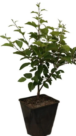 Zierapfel `Evereste´ Malus -Garten Genuss Evereste