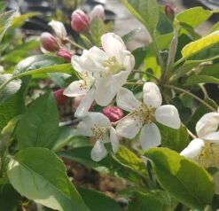 Zierapfel `Evereste´ Malus -Garten Genuss Evereste1