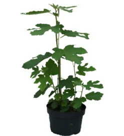 Feige `Gustissimo ® Perretta ®´ Ficus Carica `Perretta®´ -Garten Genuss Feige Perretta