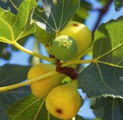 Feige `Desert King´ Ficus Carica `Desert King´