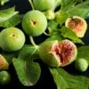 Feige `Ficcolino® Gustis®´ Ficus Carica -Garten Genuss Feige erweiterte Lizenz