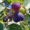 Feige `Bornholm´ Ficus Carica `Bornholm´ -Garten Genuss FeigexFXJrlJJ7ENFT
