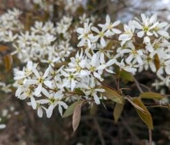 Prince William-Großfruchtige Felsenbirne Amelanchier `Prince William´ -Garten Genuss Felsenbirne Bl te