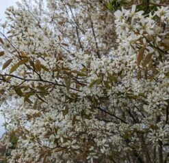 Prince William-Großfruchtige Felsenbirne Amelanchier `Prince William´ -Garten Genuss Felsenbirne Bl te 3