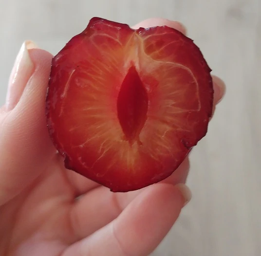 Großfrüchtige Kirschpflaume `Fenja´ Prunus Cerasifera `Fenja´ 6 Großfrüchtige Kirschpflaume `Fenja´ Prunus Cerasifera `Fenja´ – Bild 4