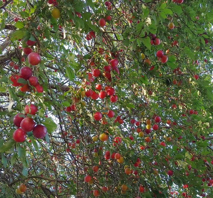 Großfrüchtige Kirschpflaume `Fenja´ Prunus Cerasifera `Fenja´ 3 Großfrüchtige Kirschpflaume `Fenja´ Prunus Cerasifera `Fenja´