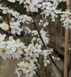 Großfrüchtige Kirschpflaume `Fenja´ Prunus Cerasifera `Fenja´ 9 Großfrüchtige Kirschpflaume `Fenja´ Prunus Cerasifera `Fenja´ -Garten Genuss Fenja Bl te