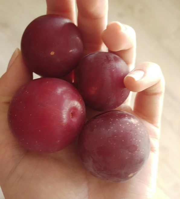 Großfrüchtige Kirschpflaume `Fenja´ Prunus Cerasifera `Fenja´ 4 Großfrüchtige Kirschpflaume `Fenja´ Prunus Cerasifera `Fenja´ – Bild 2