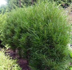 Farnblättriger Säulen-Faulbaum `Fine Line´ Rhamnus Frangula `Fine Line´ -Garten Genuss Fine LIne Kordes Jungpflanzen