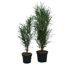 Farnblättriger Säulen-Faulbaum `Fine Line´ Rhamnus Frangula `Fine Line´ -Garten Genuss Fine Line Faulbaum 2