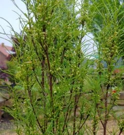 Farnblättriger Säulen-Faulbaum `Fine Line´ Rhamnus Frangula `Fine Line´ -Garten Genuss Fine Line FaulbaumuLVOZceK5XhoZ